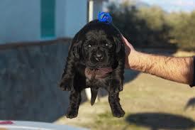 labrador