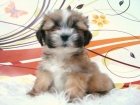 LHASA APSO CAMADA MACHOS Y HEMBRAS PEDIGREE - mejor precio | unprecio.es
