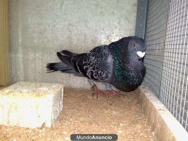 PALOMAS , BUCHONES , CANARIOS