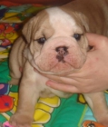 preciosos bulldog ingles - mejor precio | unprecio.es