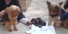 se vende  cachorro de yorkshire - mejor precio | unprecio.es