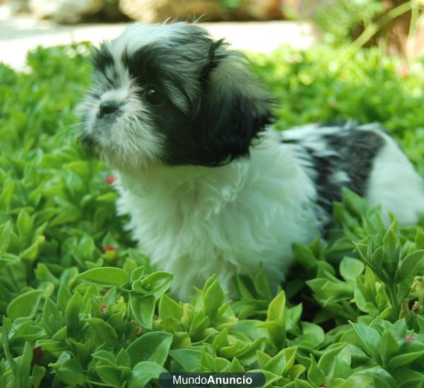 Shih Tzu nueva camada fotos reales