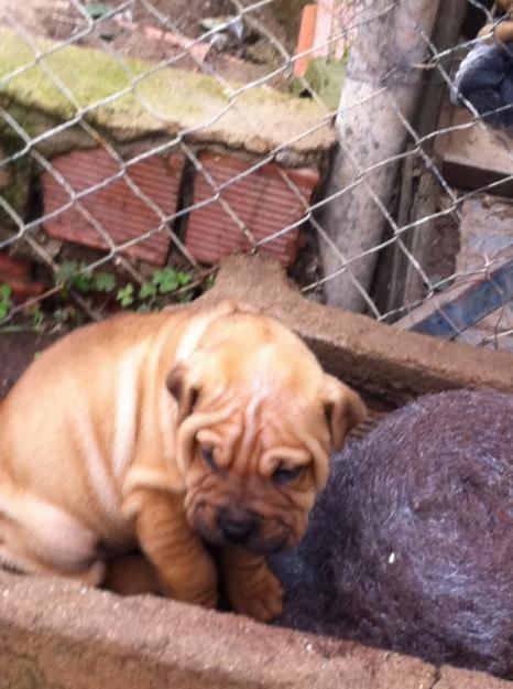 VENDO SHAR PEIS CANELA POR 200€