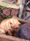 VENDO SHAR PEIS CANELA POR 200€ - mejor precio | unprecio.es