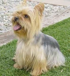 YORKSHIRE  TERRIER  STANDAR    390