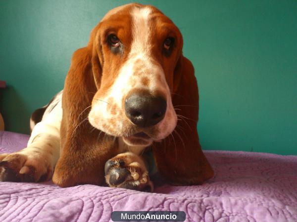 Busco hembra basset hound para monta 665380847