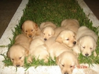 CACHORROS LABRADOR RETRIEVER 220E TRANSPORTES INCLUIDOS - mejor precio | unprecio.es