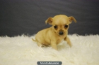 chihuahua de dos meses, 4 cachorritos - mejor precio | unprecio.es