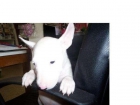 familia criaba Bull terrier - mejor precio | unprecio.es