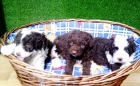 PERROS DE AGUA 150€ - mejor precio | unprecio.es