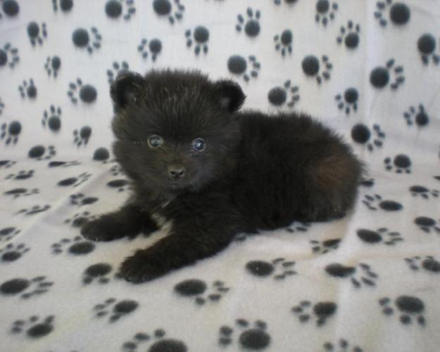 Pomeranias, auténticos peluches