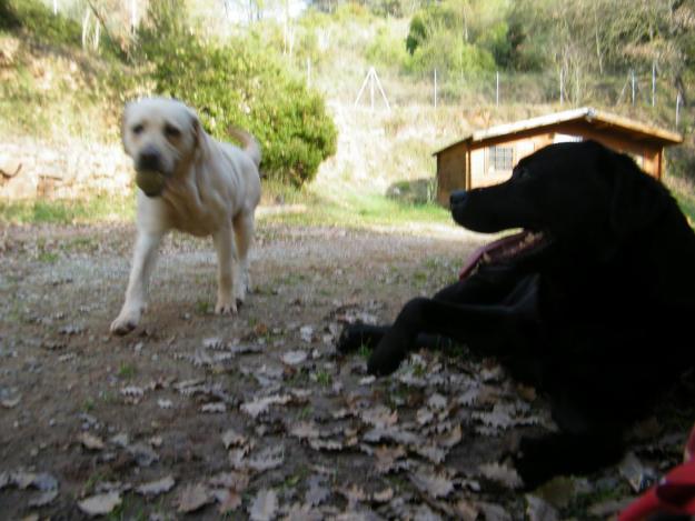 residencia canina el refugi  solo 20 plazas  para un mejor cuidado de su mascota