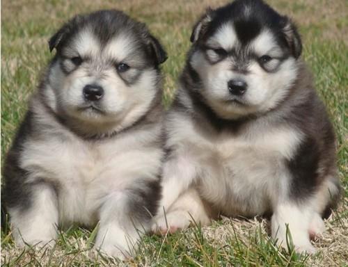Siberaino Huskies  a precios increibles