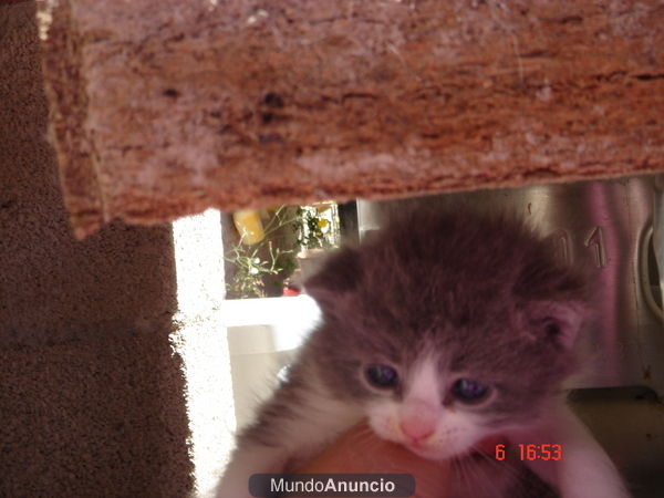 vendo gato persa