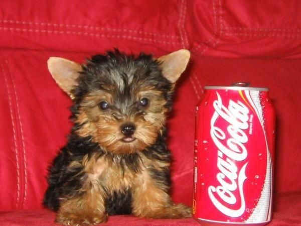 YORKSHIRE TERRIER ENANO MACHOS 250 HEMBRAS 350E
