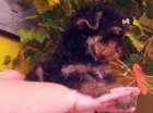 YORKSHITE TERRIER MINIS CON PEDIGRI - mejor precio | unprecio.es