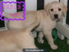 Increible Labrador ¡Garantia y seriedad! - mejor precio | unprecio.es
