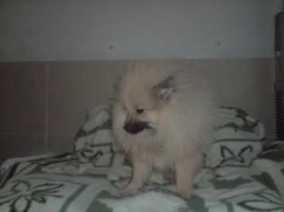!! LULU DE POMERANIA 250 EUROS !!