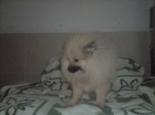 !! LULU DE POMERANIA 250 EUROS !! - mejor precio | unprecio.es