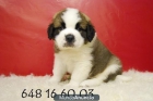 cachorros de san bernardo en venta - mejor precio | unprecio.es