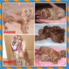 COCKER INGLES, FOX TERRIER, YORKSHIRE TERRIER - mejor precio | unprecio.es