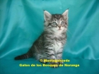 Gatitos bosque de noruega - garantia y pedigree - mejor precio | unprecio.es