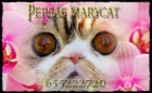 gatitos persas exoticos e himalayos - mejor precio | unprecio.es