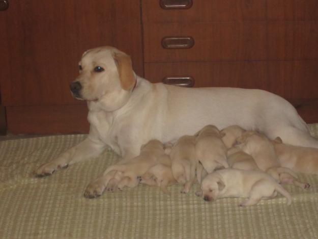 labradores 2012