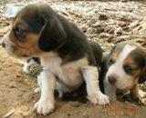 preciosos cachorros beagles