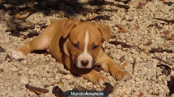 se venden cachorros de American Staffordshire