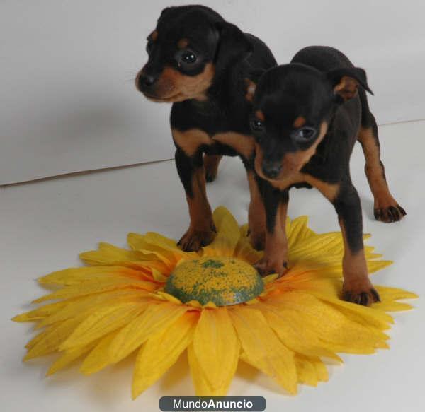 Tu mini pincher, preciosos y cariñosos cachorros