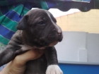 VENDO CACHORROS AMERICAN STAFFORDSHIRE - mejor precio | unprecio.es