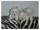 BICHON MALTES EN MOLINS DE REI, SOMOS VETERINARIOS! - mejor precio | unprecio.es