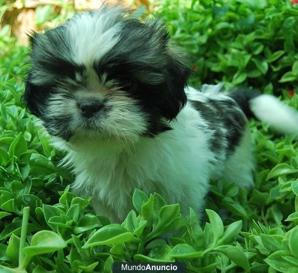 ccahorros de shih tzu de 2 meses alta calidad