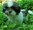 ccahorros de shih tzu de 2 meses alta calidad - mejor precio | unprecio.es