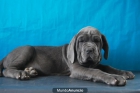 mastin napolitano cachorro de excelente genetica oferta - mejor precio | unprecio.es