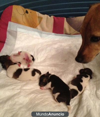 Preciosa camada de Jack Russell Terrier