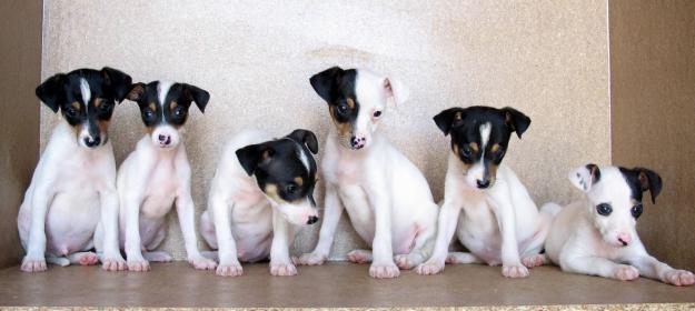 RATONERO BODEGUERO ANDALUZ 120€
