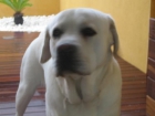 regalo labrador con pedigree de 3años - mejor precio | unprecio.es