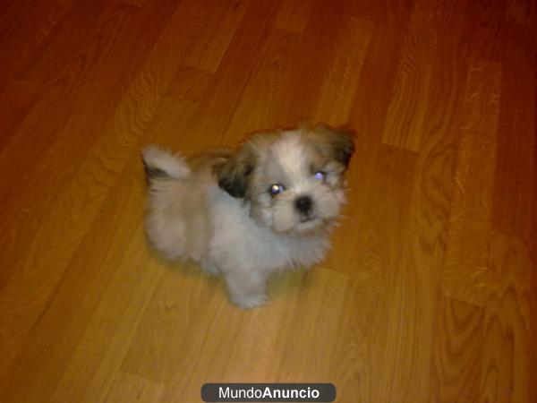 Shih Tzu Nacional
