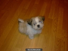 Shih Tzu Nacional - mejor precio | unprecio.es