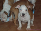 Ultimo cachorro american staffordshire terrier - mejor precio | unprecio.es