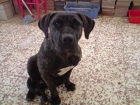 vendo cachorra de presa canario y cachorra de dogo argentinos - mejor precio | unprecio.es