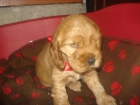VENDO HEMBRA COCKER - mejor precio | unprecio.es