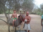 VENDO UN BURRO¡¡¡¡¡ MUY BUENO Y DOCIL 685998047¡¡¡ - mejor precio | unprecio.es