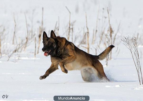 ADIESTRADOR CANINO NAVARKAN