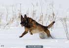 ADIESTRADOR CANINO NAVARKAN - mejor precio | unprecio.es