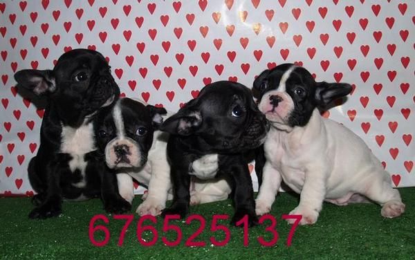 Bulldog Frances, ¡garantías y buen precio! . - Madrid
