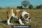 Bulldog Ingleses Camada de calidad listos para entregar - mejor precio | unprecio.es