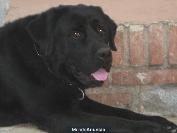 Busco hembra labrador con pedigree para aparear